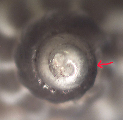 Mangelia da identificare